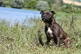 STAFFIE 209